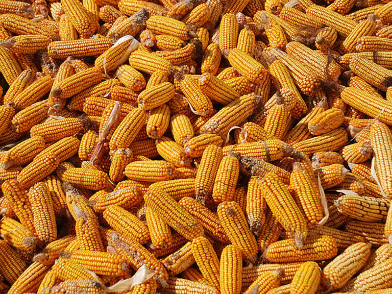 嘔吐毒素檢測(cè)方法 嘔吐毒素檢測(cè)方法